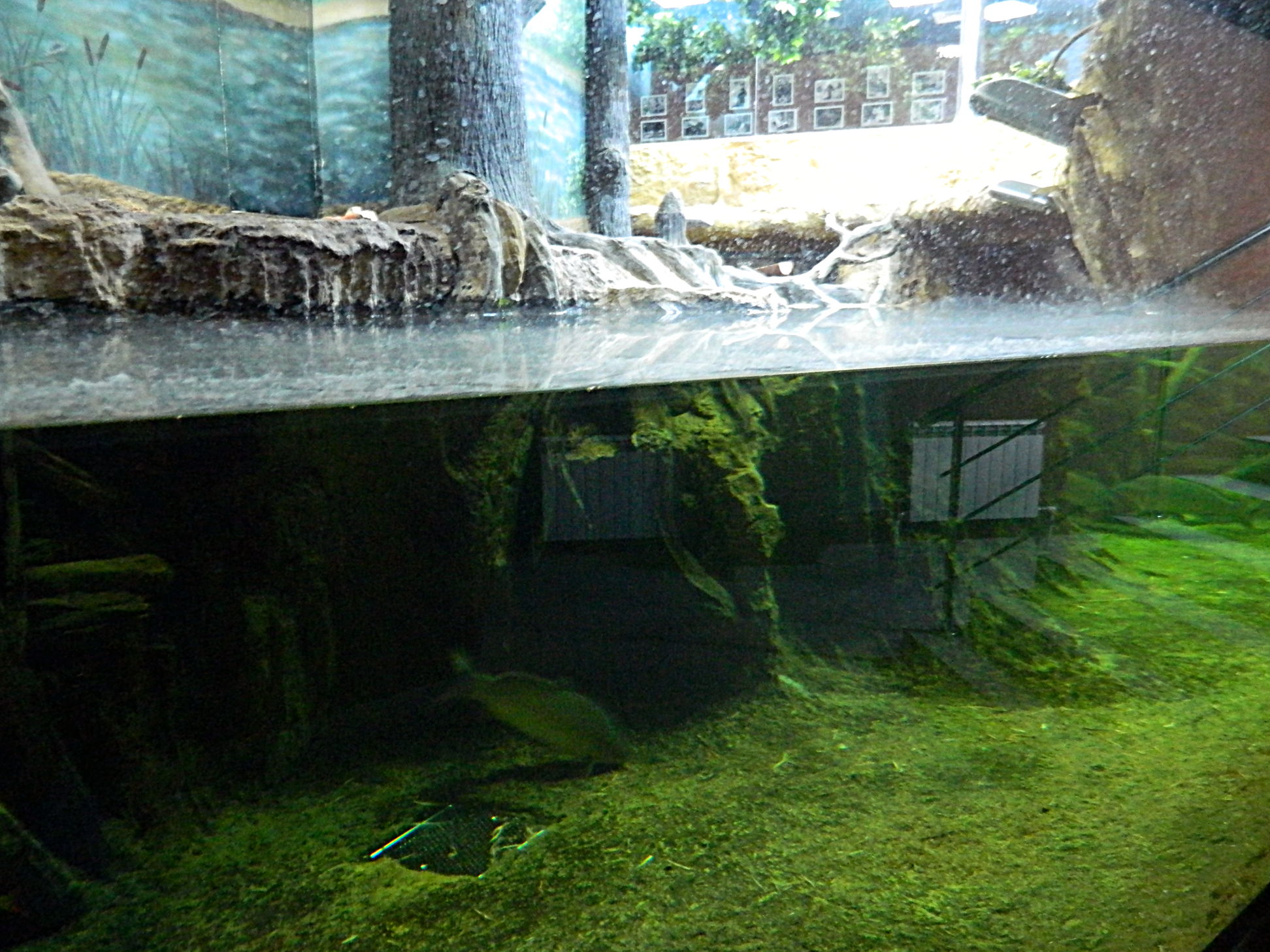 Двухуровневый аквариум